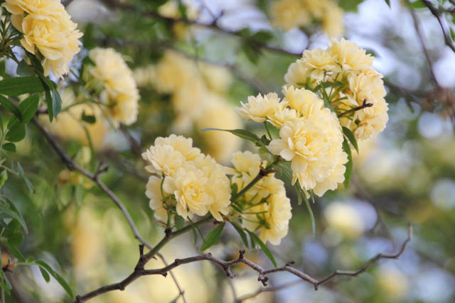 Clark Gardens Botanical Park